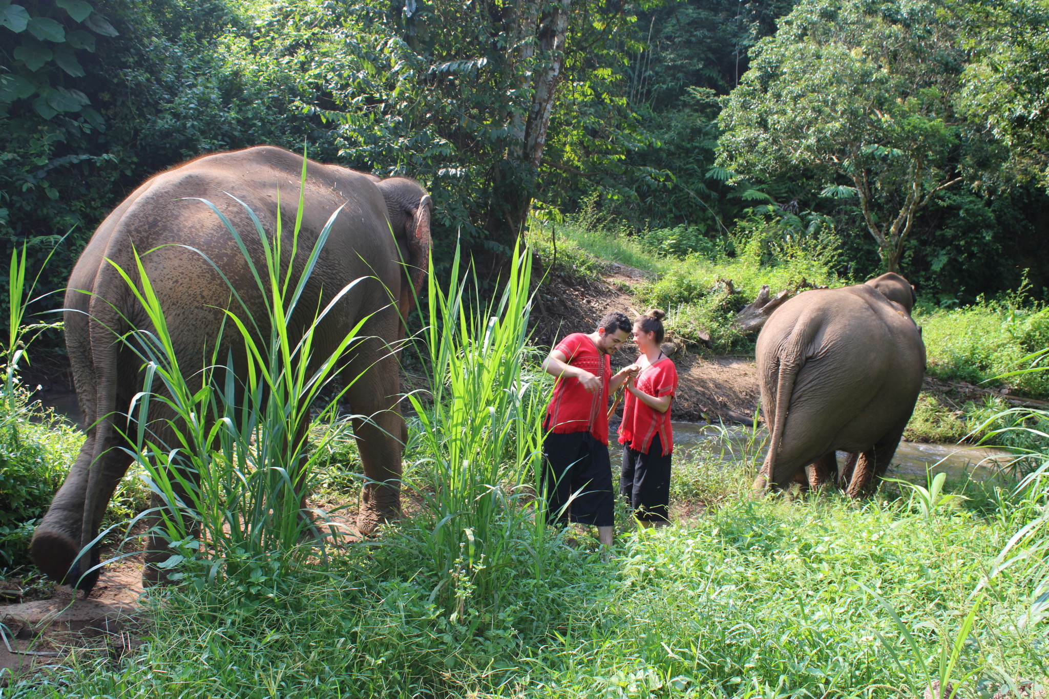 One Day Toto's Elephant Sanctuary