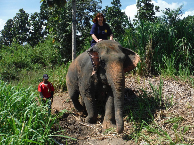 2 Days Eddy Elephant Experience,Chiang Mai Trip,Northern Thailand