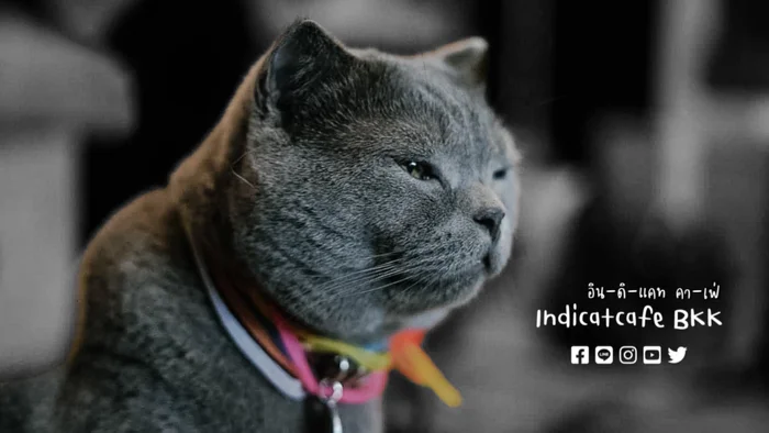 Indicatcafe bkk