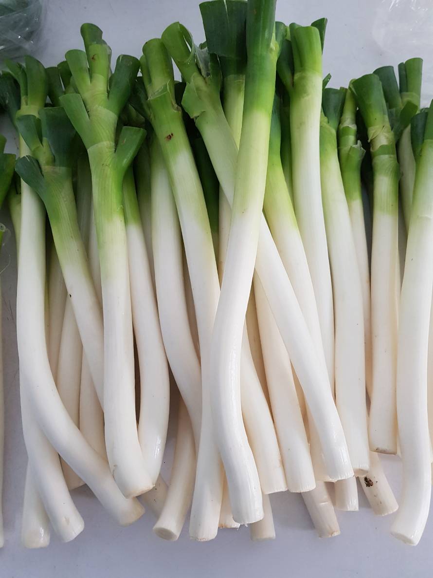 Japanese Bunching Onion freshlyfoodsthailand