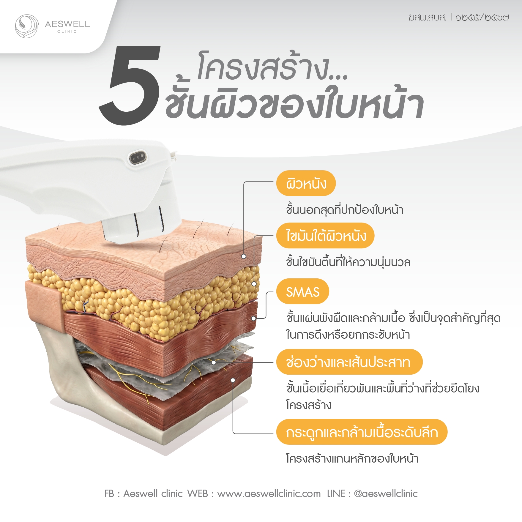 โครงสร้าง 5 ชั้นของใบหน้า