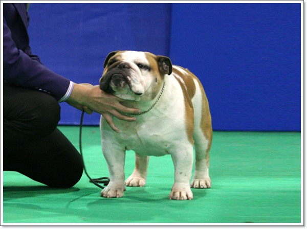 BULLDOG TH.CH.BULLY HILLS MILLER TIME