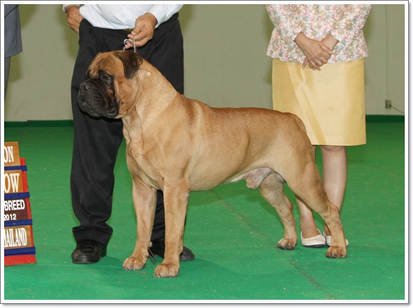 BULLMASTIFF TH.GRAND CH.FULL HOUSE LIMITED EDITION