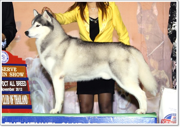 SIBERIAN HUSKY INT.AM.CAN.TH.GRAND.CH.MYLA ROCK HUDSON