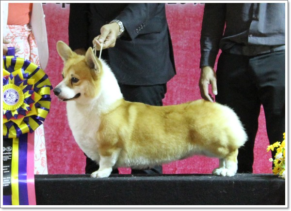 WELSH CORGI PEMBROKE TH.KCT.CH.HONG LONG OF SAN CHIH KENNEL