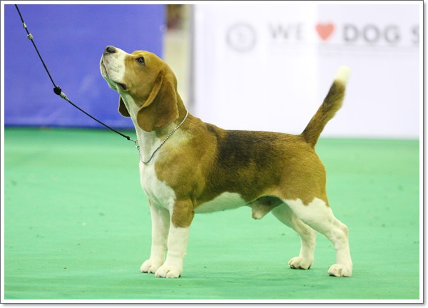 BEAGLE TH.GCH.CH.LOVELYN THE WRIGHT REVOLUTION