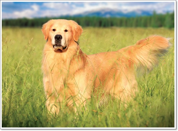 GOLDEN RETRIEVER MULTI.MAL.TH.GCH.CHI.CH.JOV CHI.ARMANI DE AZPEITIA