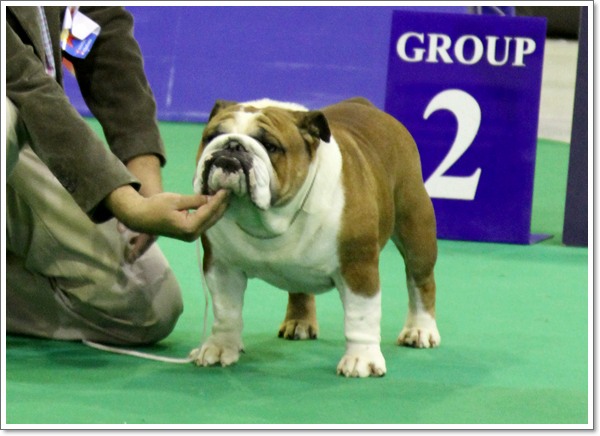 TH.GRAND.CH.AM.GRAND.CH.BULLY HILLS JAMES DEAN