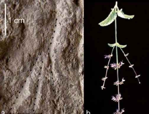 ดอกไม้ในพิธีศพ เก่าแก่ที่สุดพบที่อิสราเอล อายุ 10,000 ปี