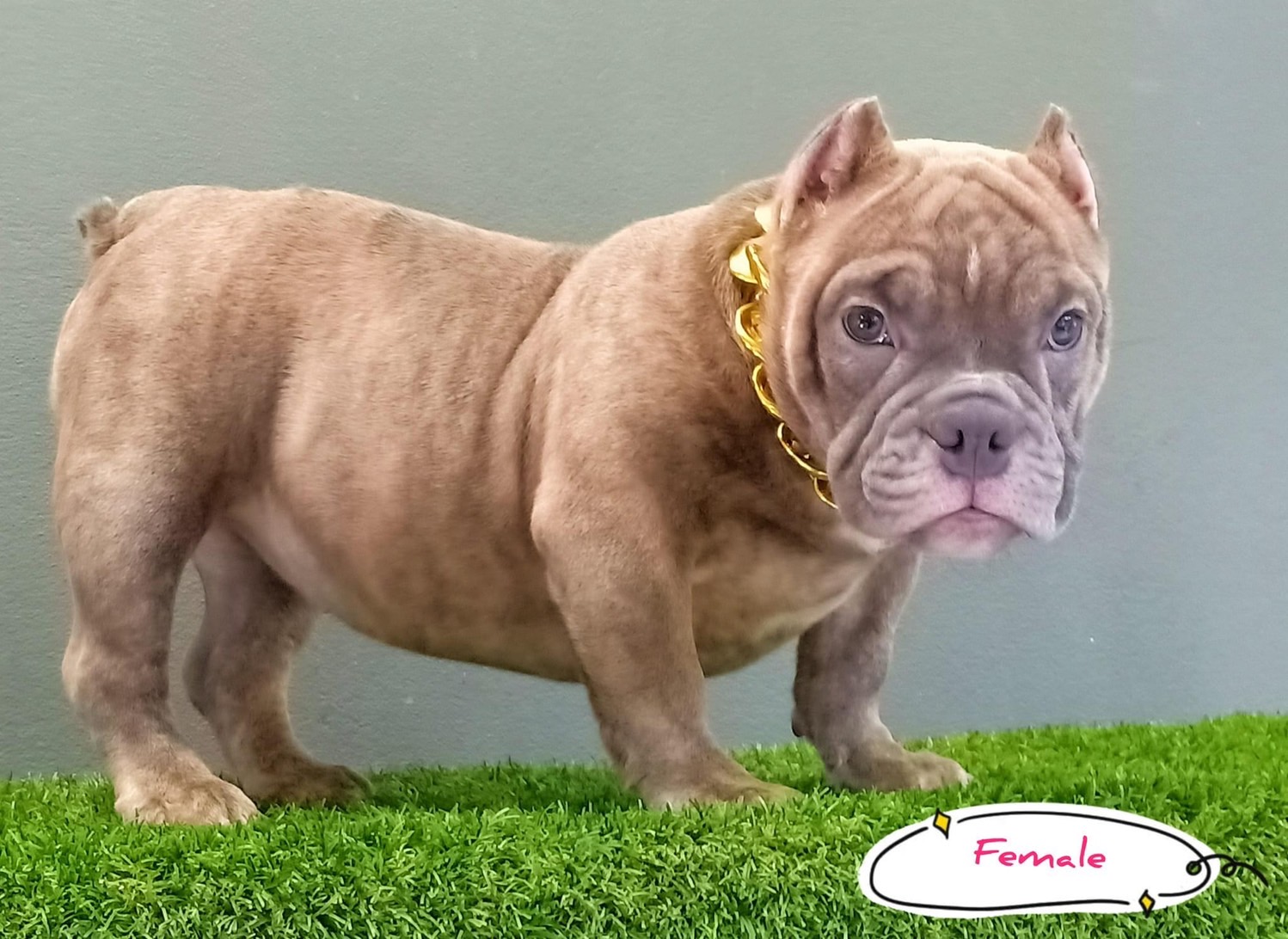 FEMALE PUPPY tntkennel