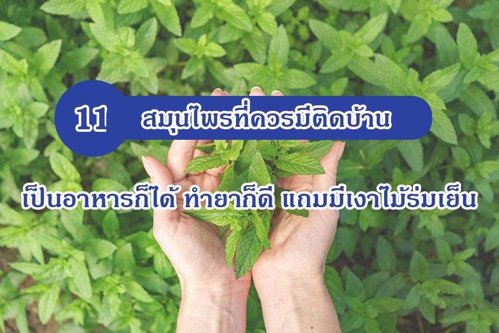 11 สมุนไพรที่ควรมีติดบ้าน เป็นอาหารก็ได้ ทำยาก็ดี แถมมีเงาไม้ร่มเย็น