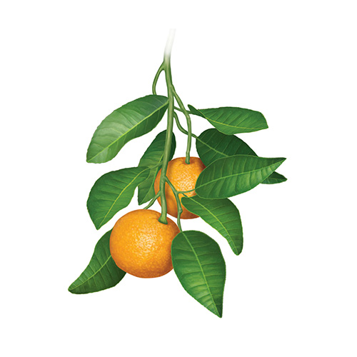 ส้มซ่า เป็นส่วนผสมการทำคูลแคป ช่วยรักษาแผลร้อนใน
