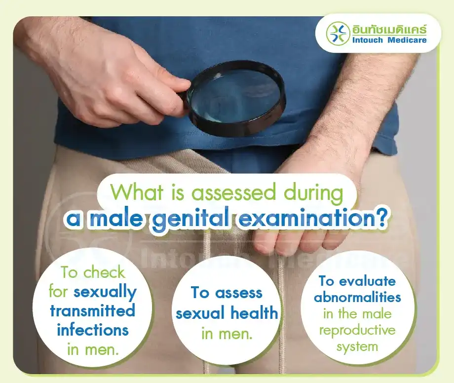 What is assessed during a male genital examination?