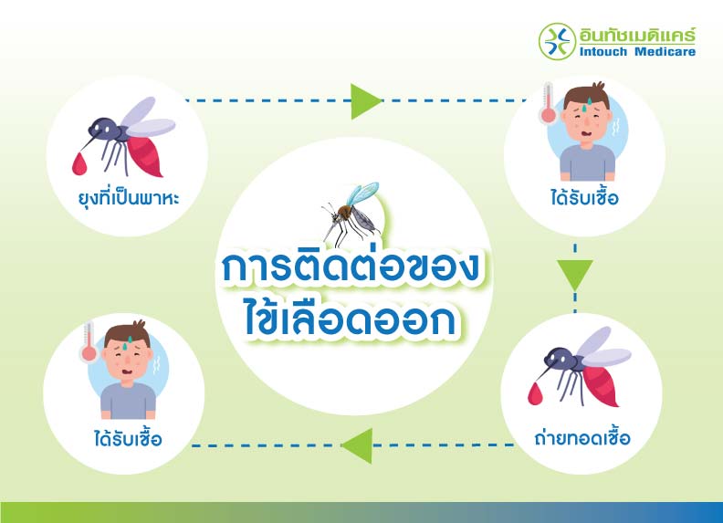  โรคไข้เลือดออก ภัยร้ายจากยุงลาย อาการเริ่มต้นจนถึงการรักษา Motiv 
