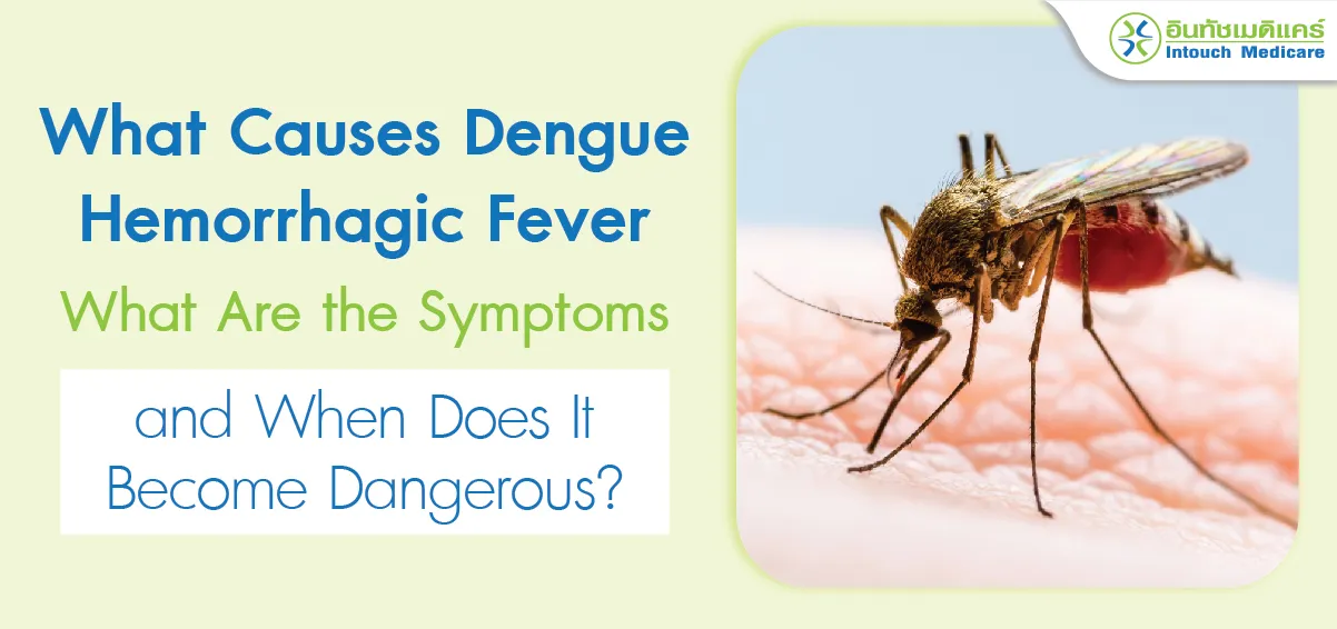 What Causes Dengue Hemorrhagic Fever, What Are the Symptoms What Causes Dengue Hemorrhagic Fever, What Are the Symptoms