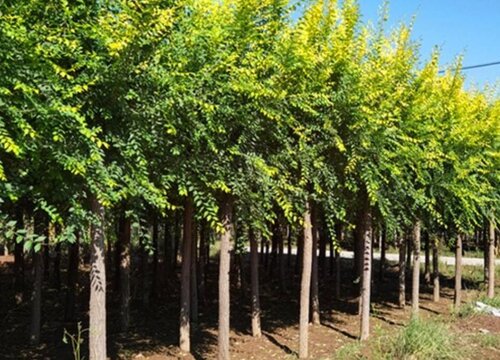 ต้นเอล์มเป็นพืชเศรษฐกิจในจีน ปลูกมากในภาคเหนือและตะวันออกเฉียงเหนือ