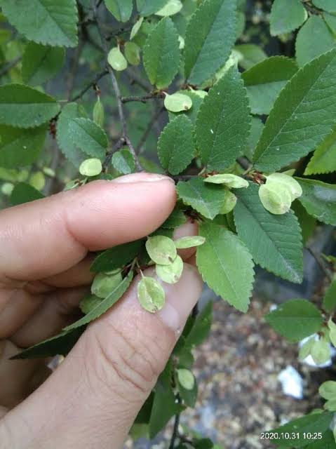 ใบของต้นเอล์ม ใบของต้นเอล์ม