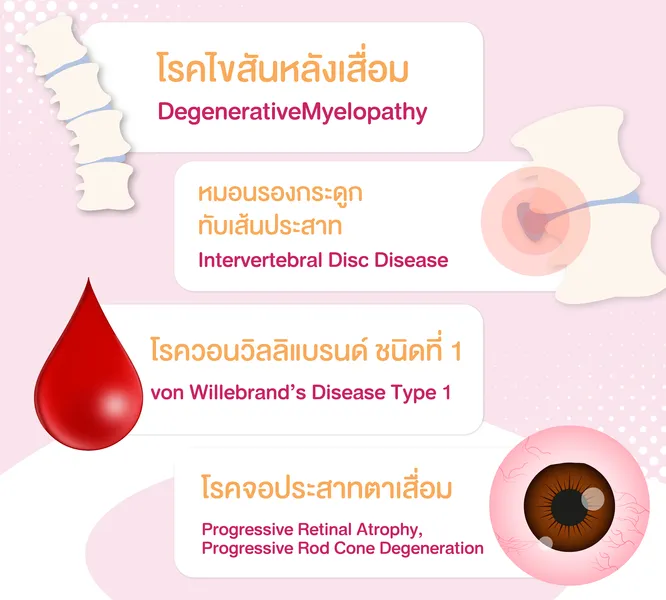 โรคทางพันธุกรรมพันธุ์ปอมเมเรเนียน โรคทางพันธุกรรมพันธุ์ปอมเมเรเนียน