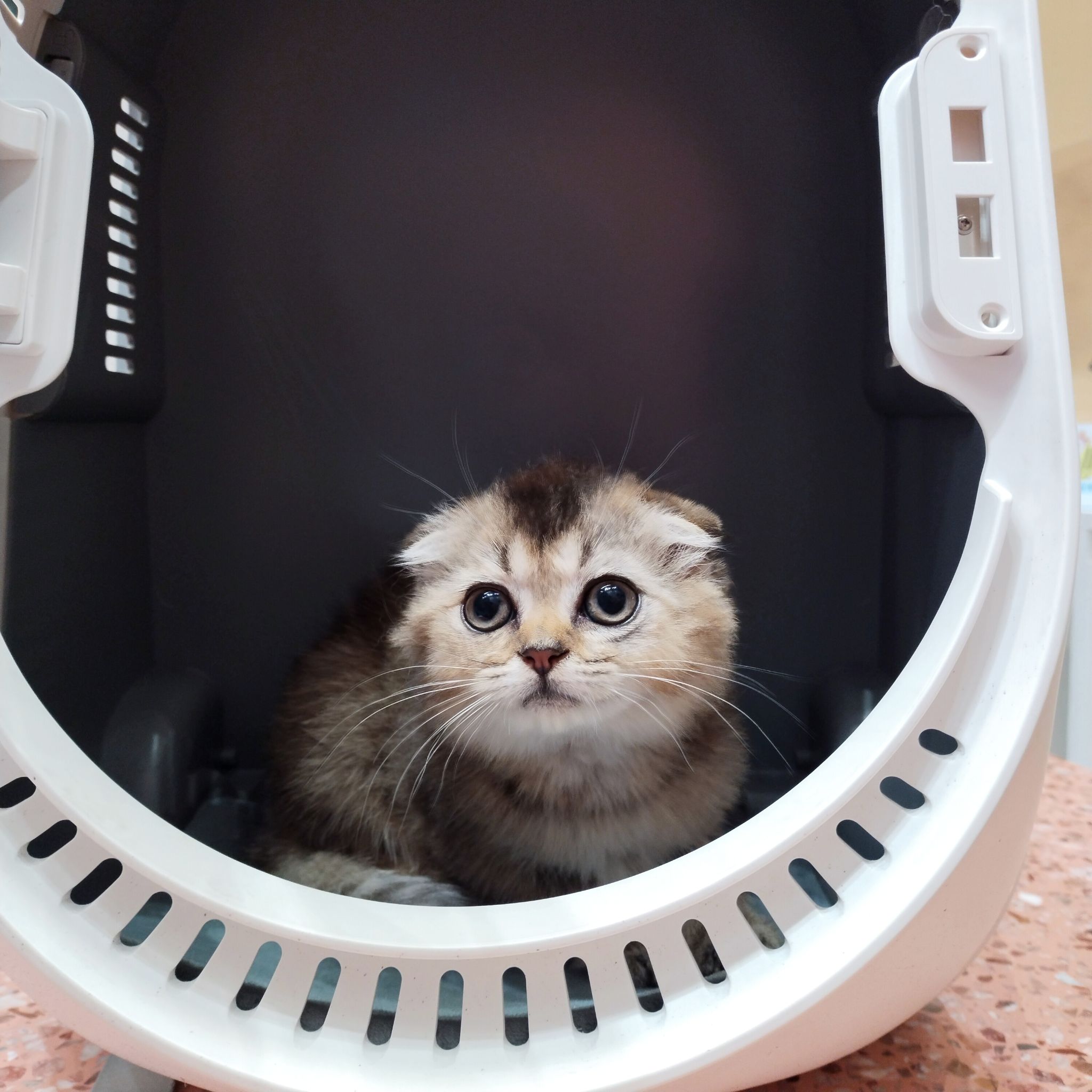 คลินิกแมว