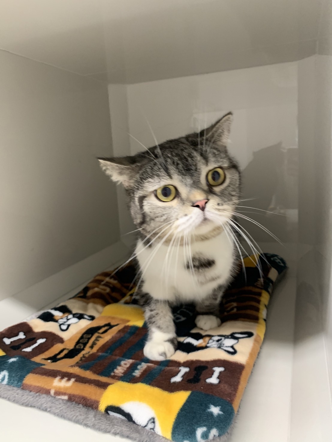 คลินิกแมว