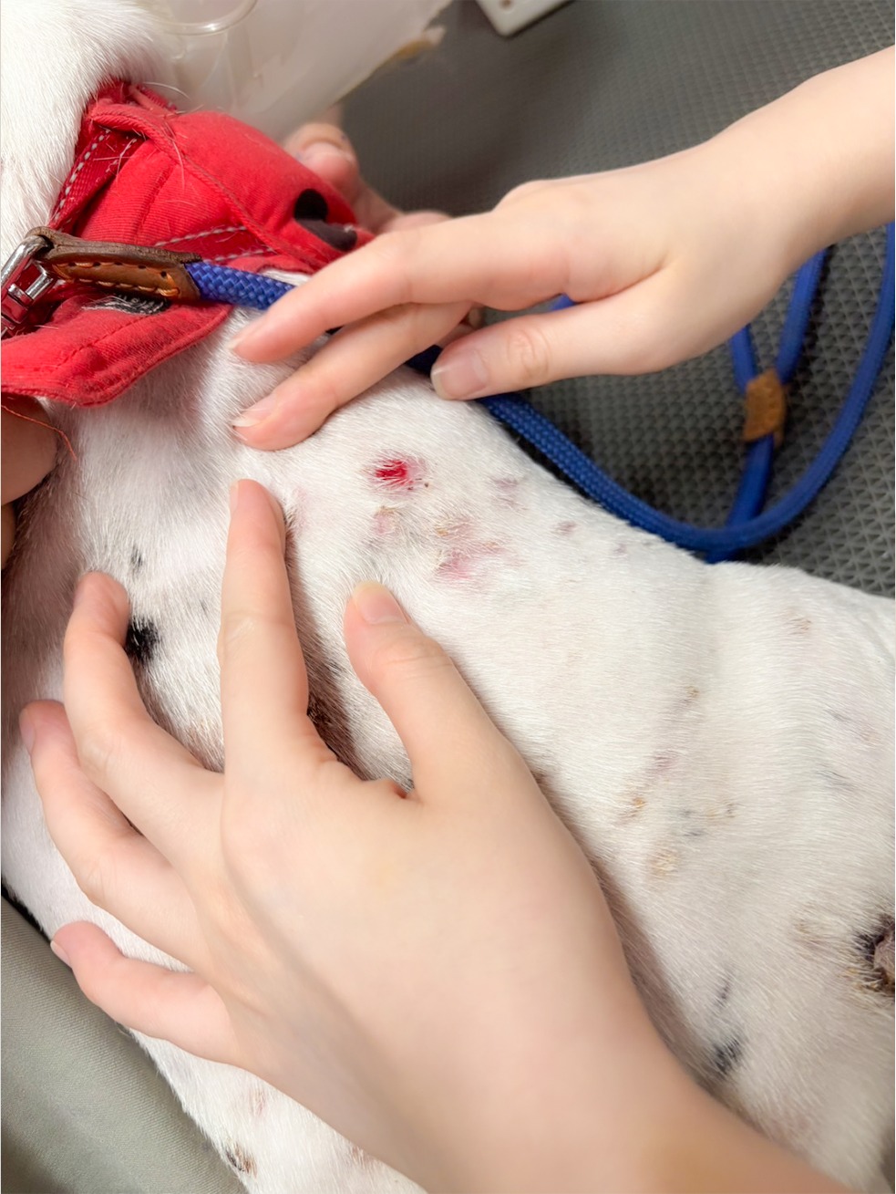 หมามีปัญหาโรคผิวหนัง 1 หมามีปัญหาโรคผิวหนัง 1