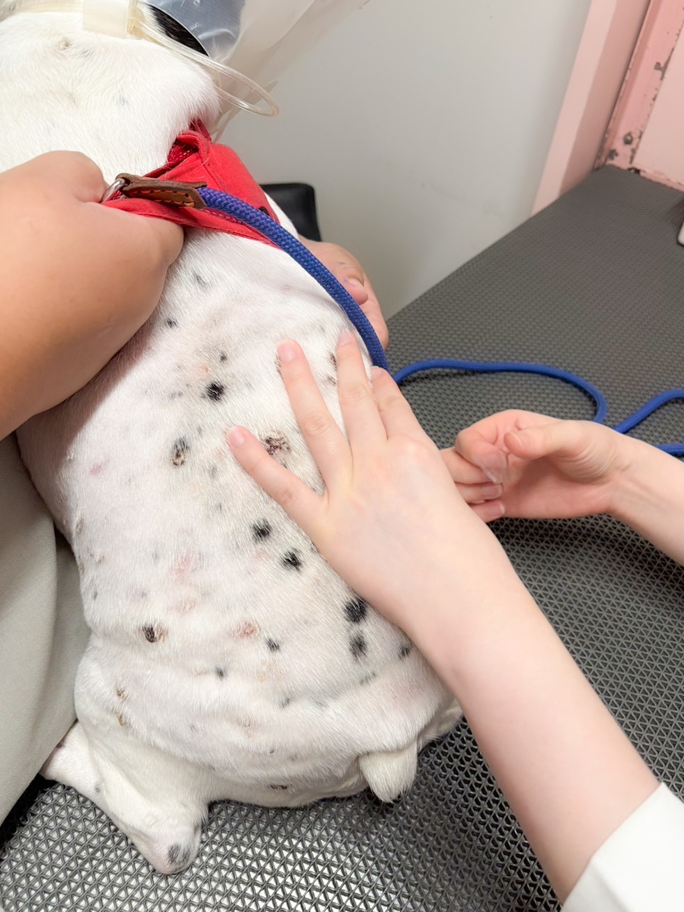 หมามีปัญหาโรคผิวหนัง 2 หมามีปัญหาโรคผิวหนัง 2