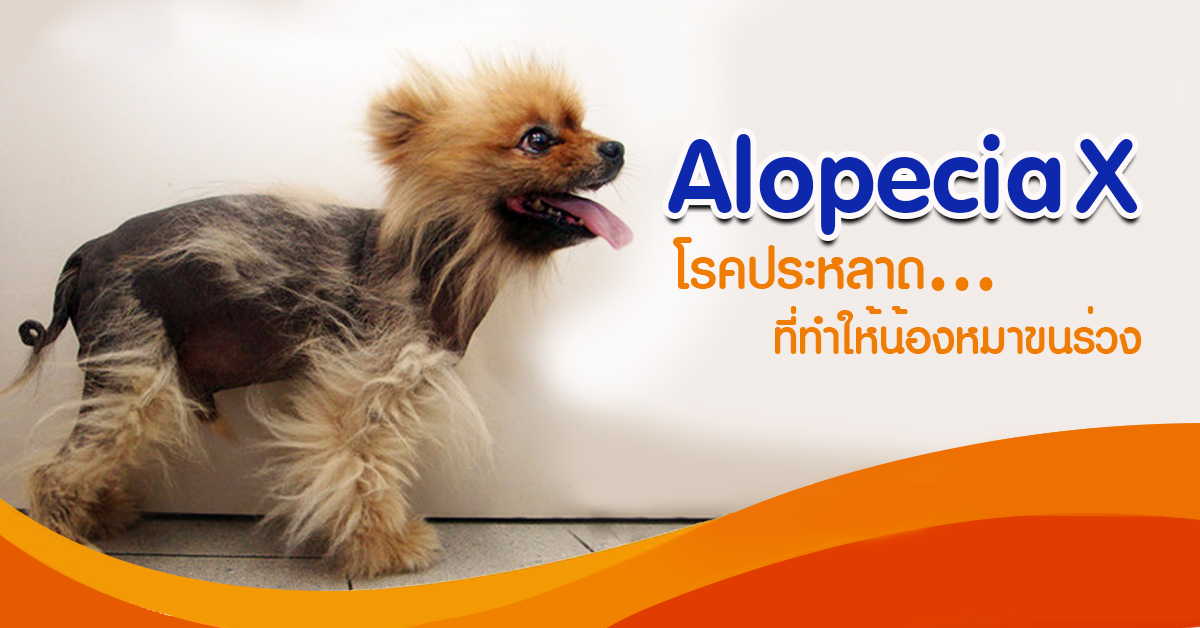 โรคขนร่วงประหลาดในน้องหมาปอม (Black skin/Alopecia X)