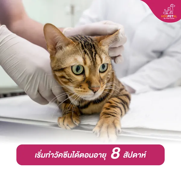 ไข้หวัดแมว ไข้หวัดแมว