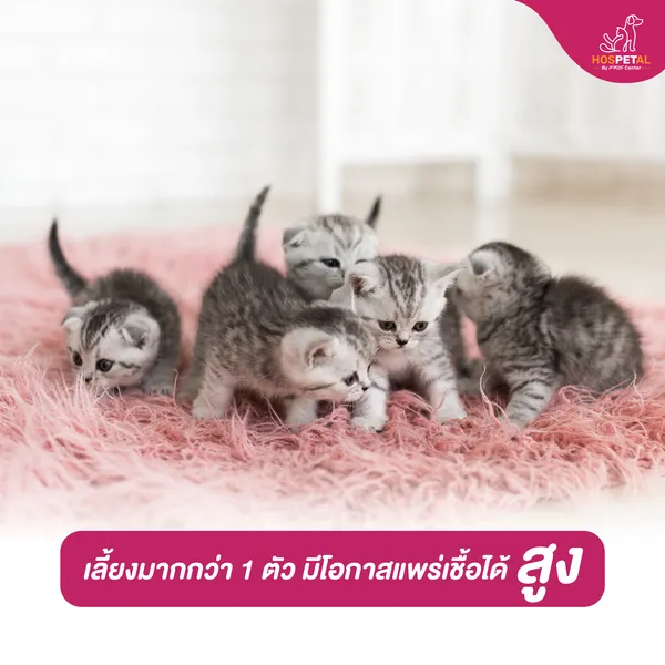 ไข้หวัดแมว ไข้หวัดแมว