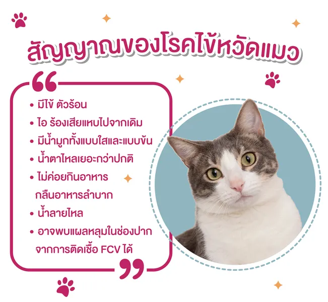 ไข้หวัดแมว ไข้หวัดแมว