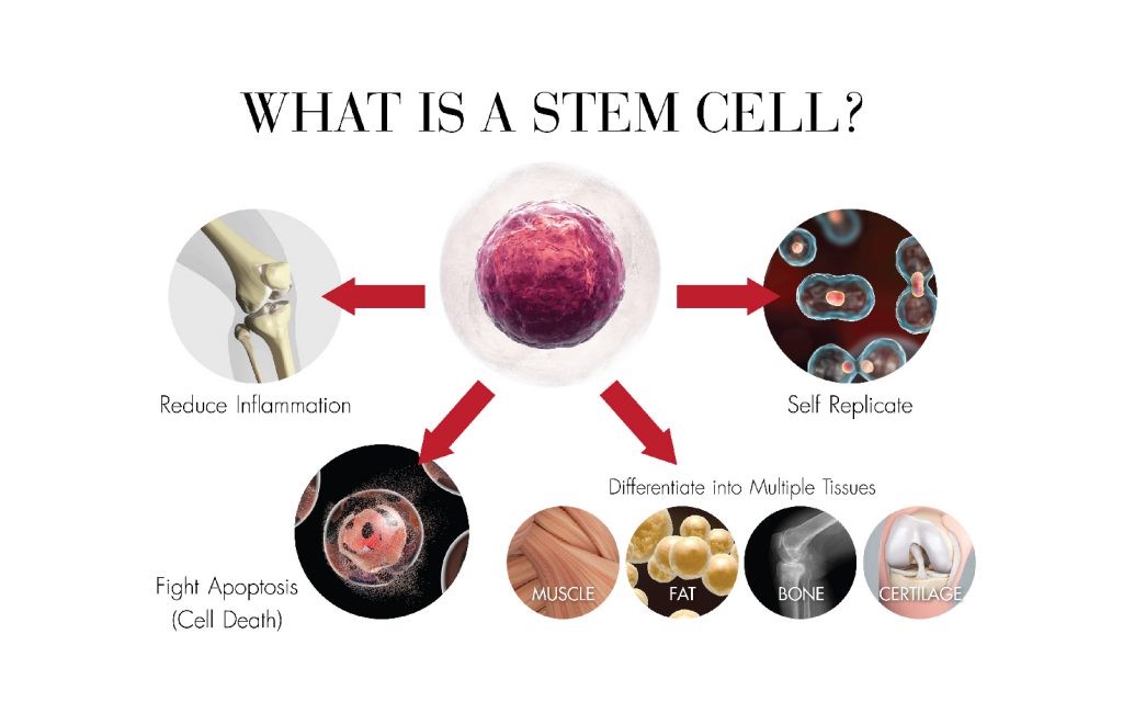 สเต็มเซลล์ ช่วยเรื่องอะไร
