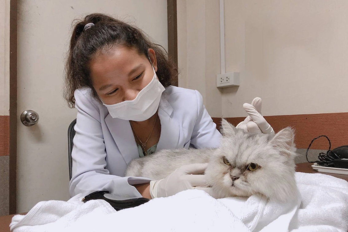 คลินิกแมว