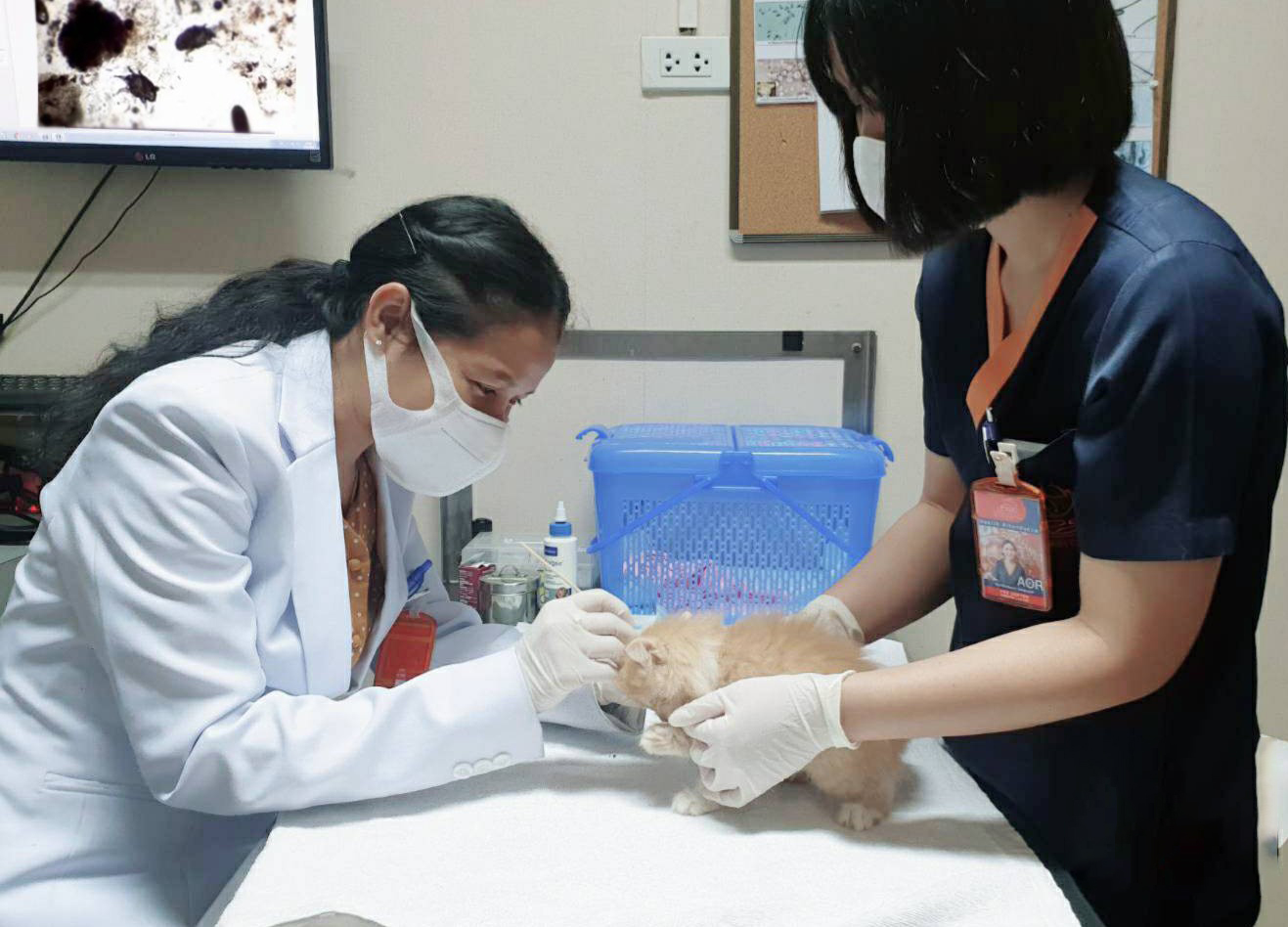 คลินิกแมว