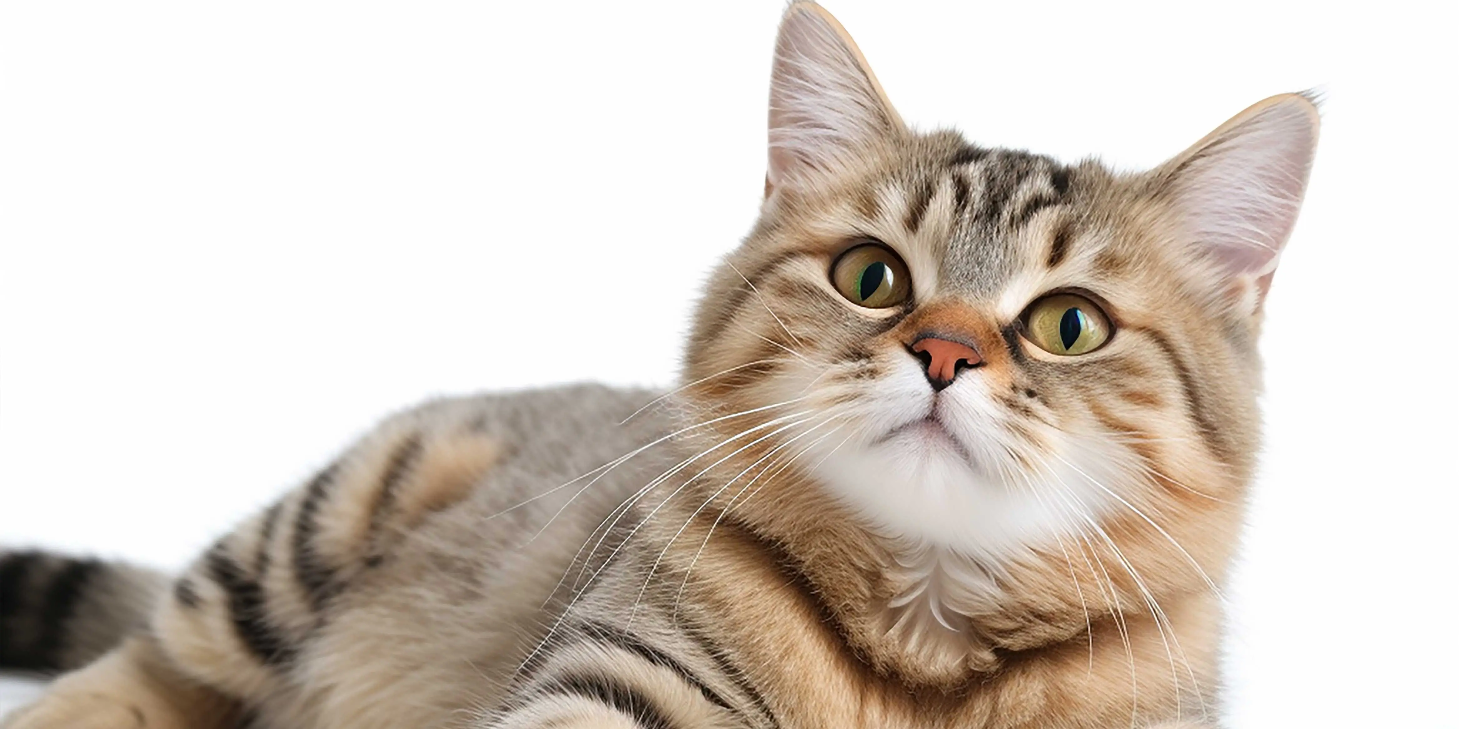 Scottish Fold Scottish Fold