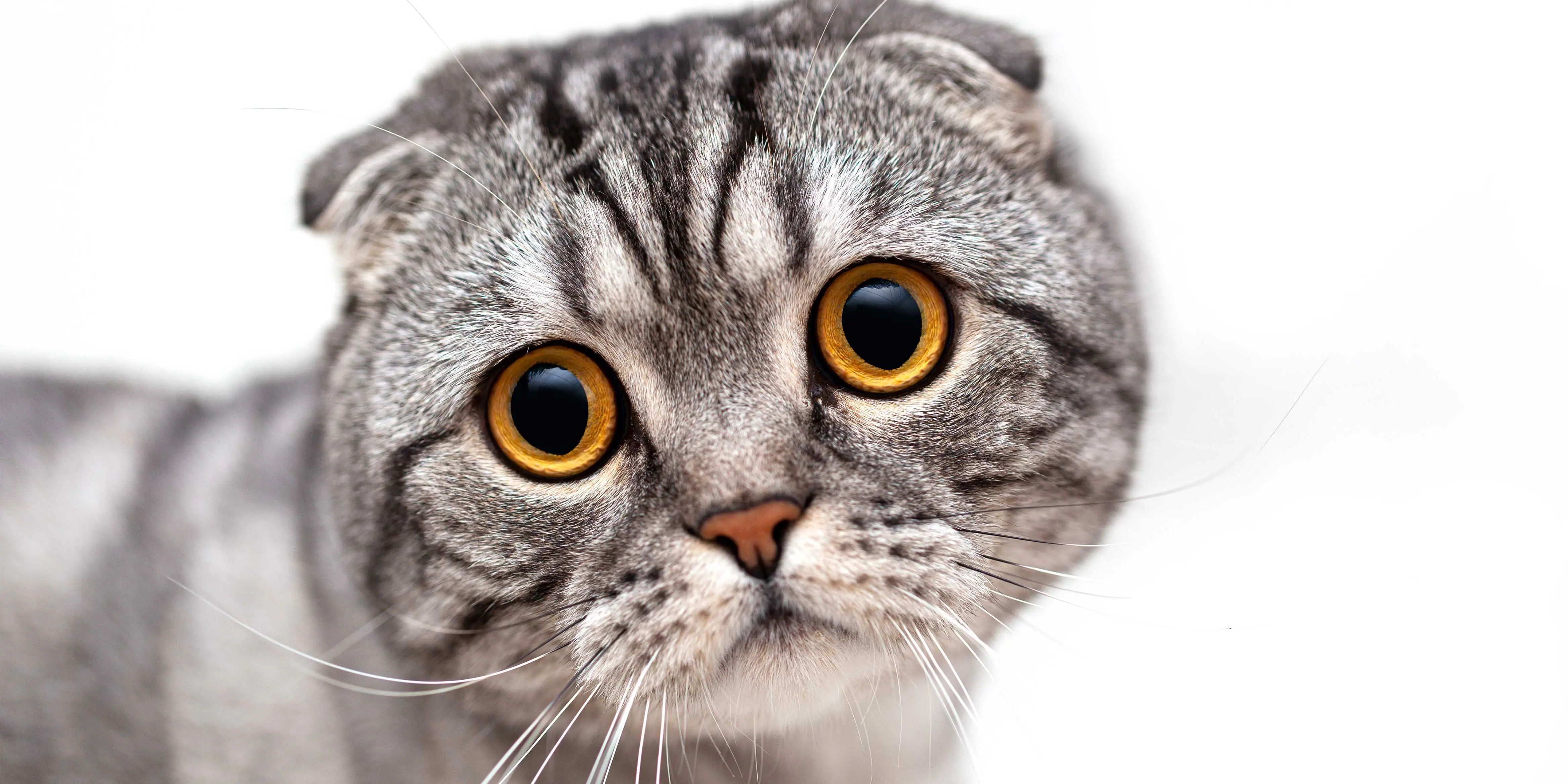 Scottish Fold Scottish Fold