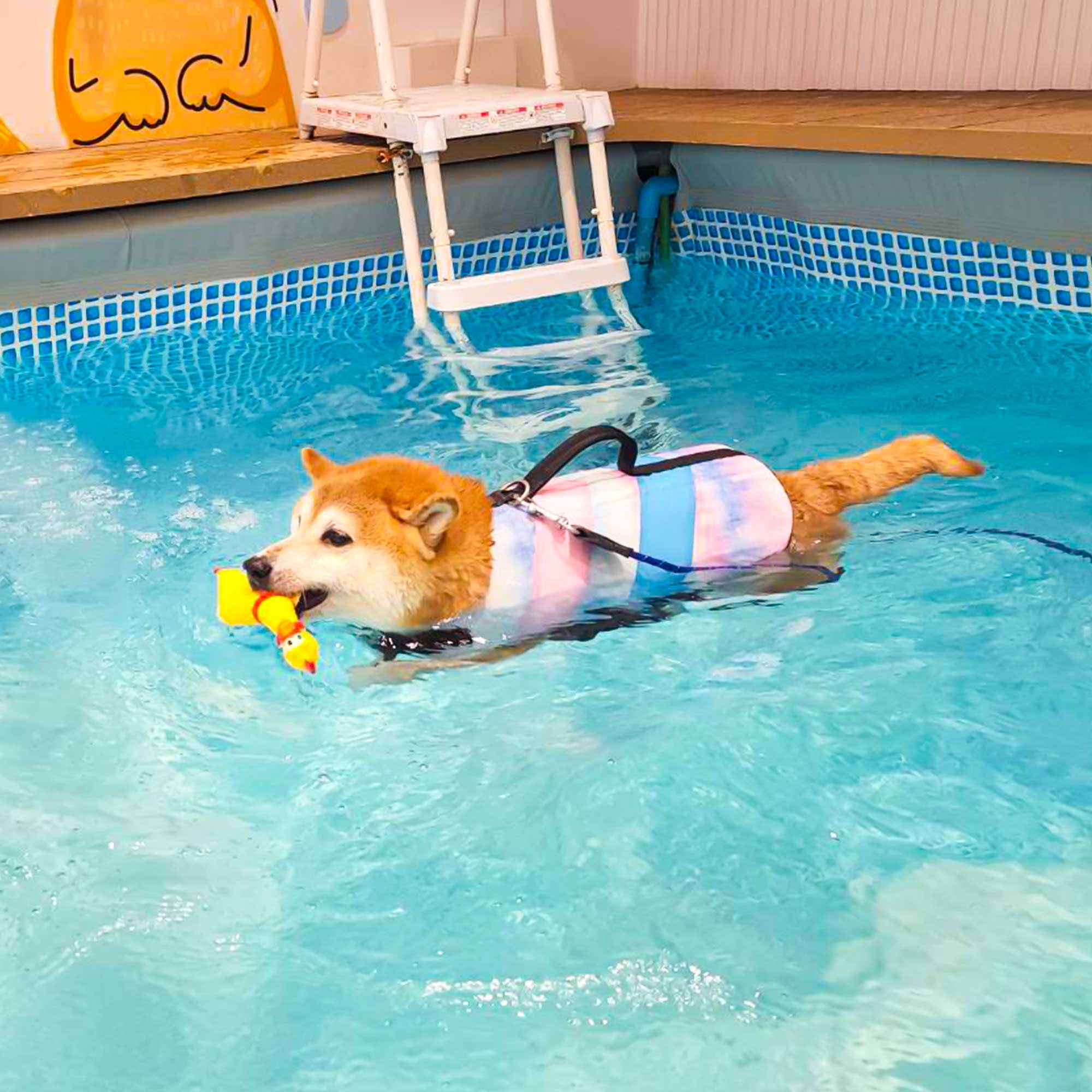 สระว่ายน้ำสุนัข