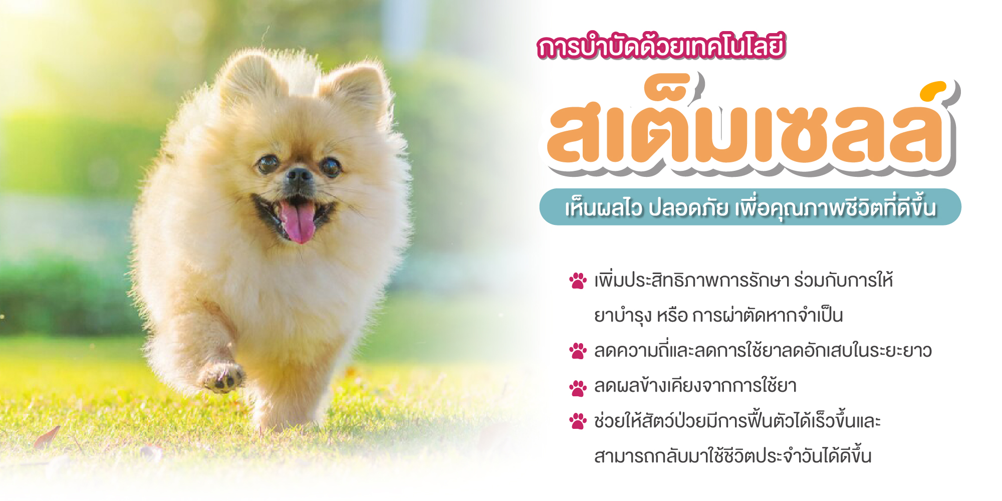 สเต็มเซลล์ สเต็มเซลล์