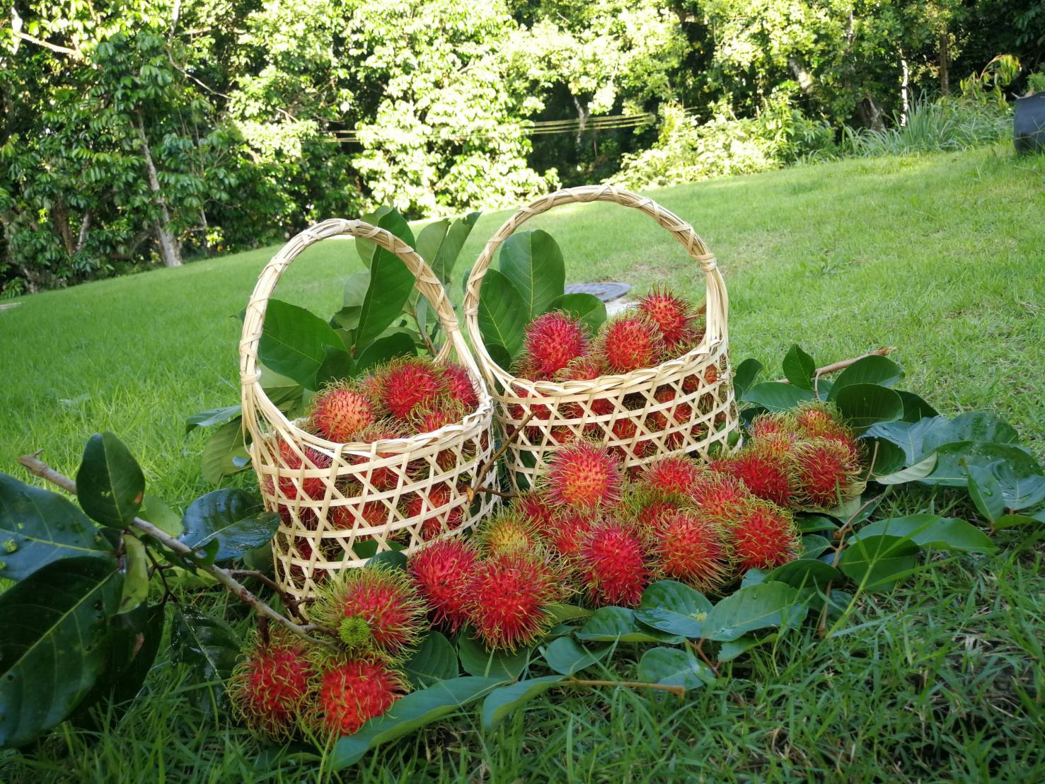 Nasan Rambutan