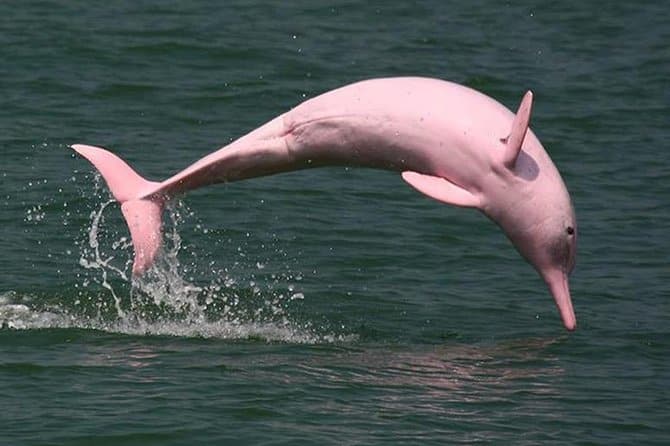 Indo pacific Pink dolphine at Donsak Surat Thani