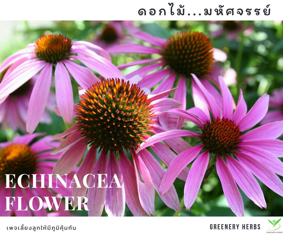 ต้านเชื้อไวรัส ด้วยเอ็กไคนาเซีย(Echinacea)