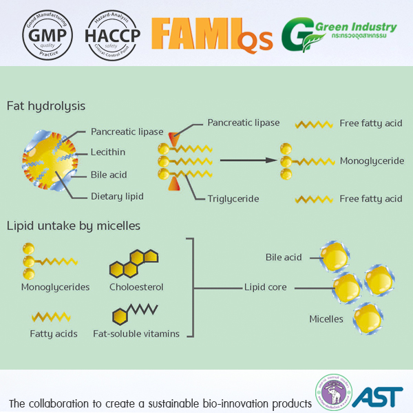 เอนไซม์ไลเพส Lipase Enzyme ย่อยวัตถุดิบอาหารสัตว์แหล่งน้ำมันและไขมัน