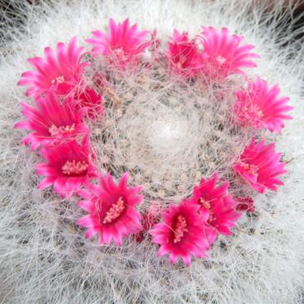 Маммиллярия Ханиана Mammillaria hahniana