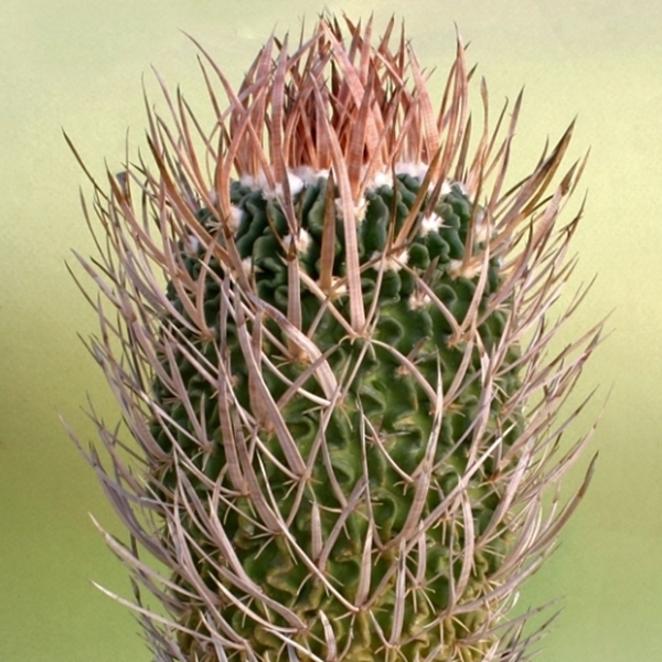 Echinofossulocactus caespitosus