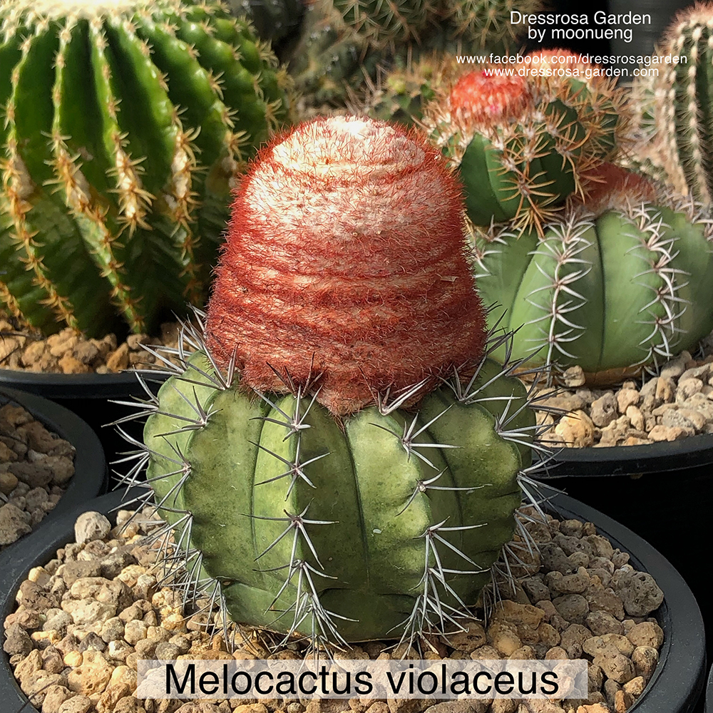เมล็ด Melocactus violaceus (เมล็ดนำเข้าจากเยอรมัน)