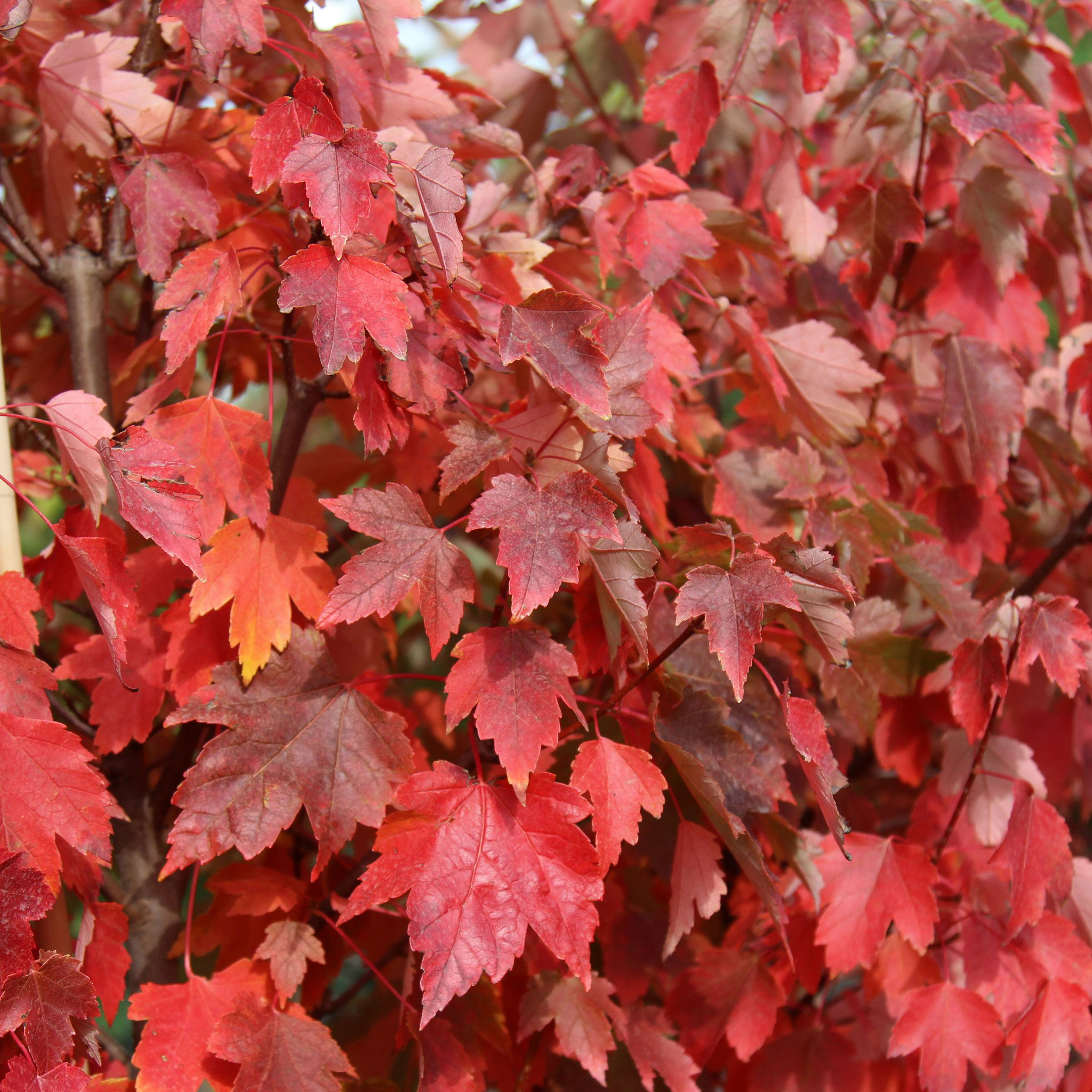 Клен acer rubrum фото