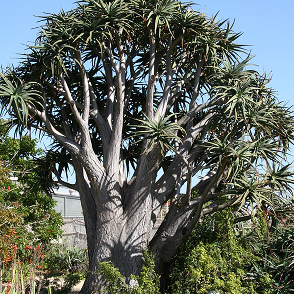 เมล็ด Aloe barberae (Tree Aloe)