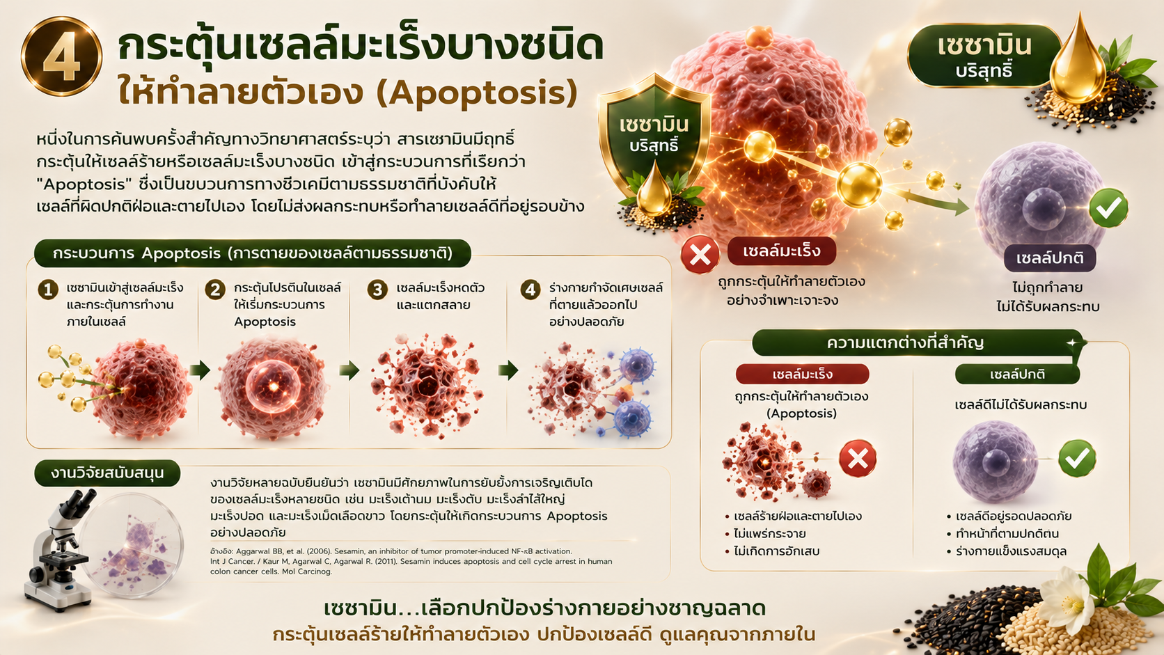 ประโยชน์เซซามิน กระตุ้นมะเร็งบางชนิดให้ทำลายตัวเอง Apoptosis เอมมูร่า เซซามิน
