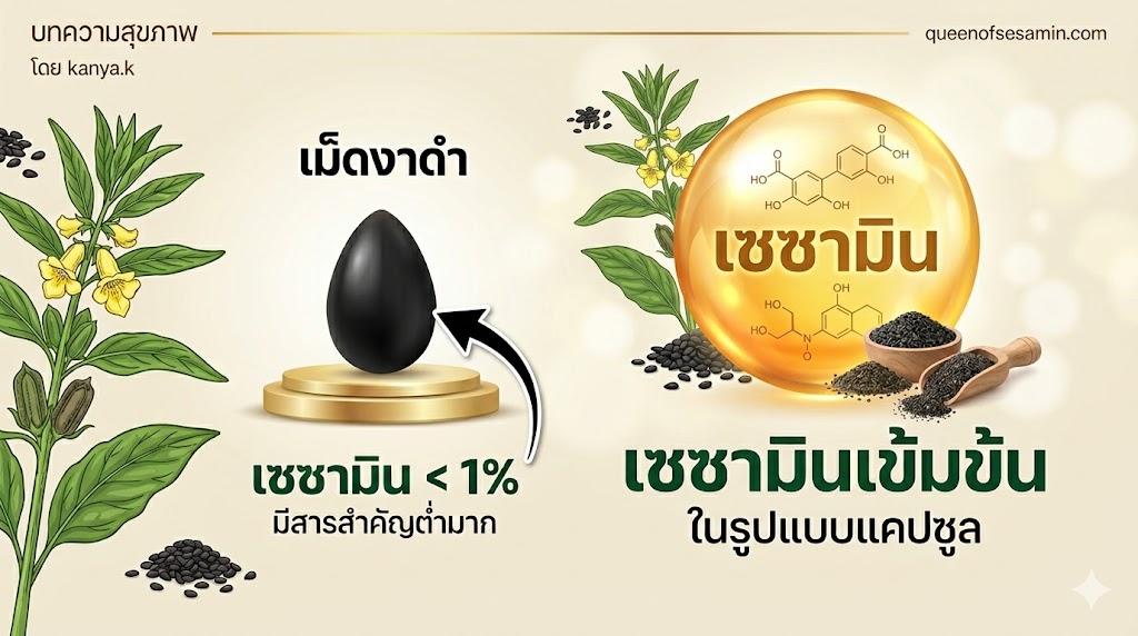 สารสกัดเซซามิน สกัดจากเมล็ดงาได้ปริมาณน้อยมาก น้อยกว่า 1%