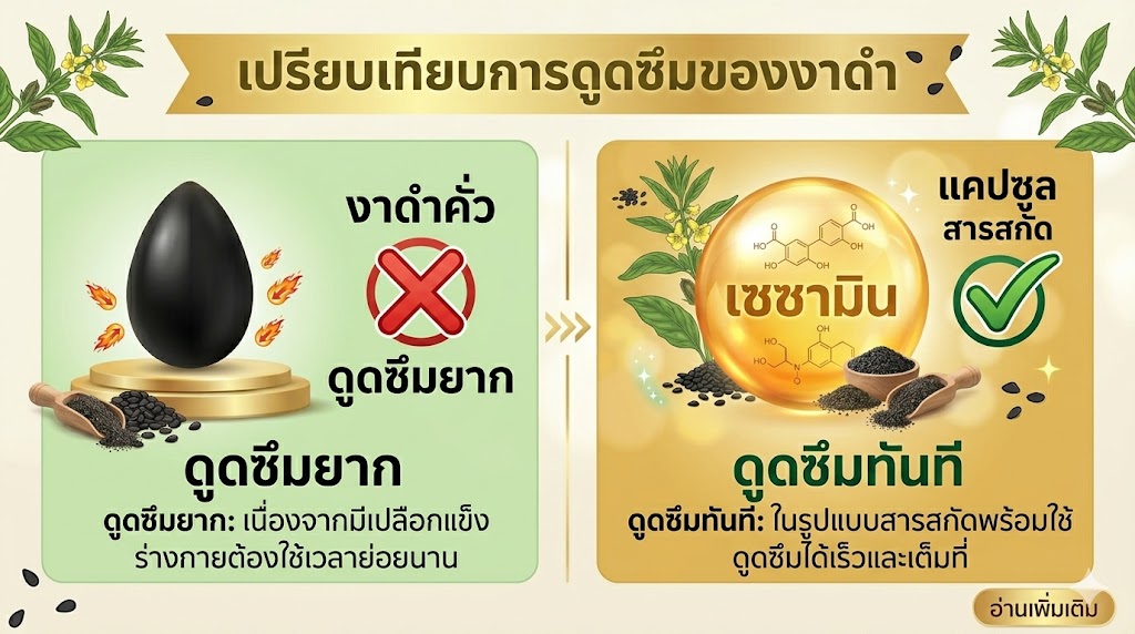 เปรียบเทียบการดูดซึมระหว่าง งาดำคั่ว กับสารสกัดเซซามิน