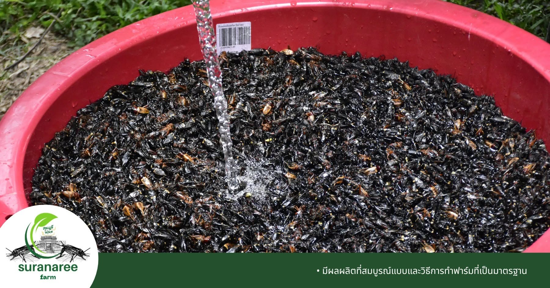 Caring for your crickets to produce the best possible crop.